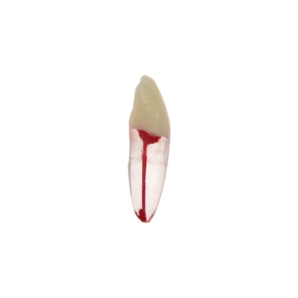 Dental Endodontic Root Canal RCT Practice Endo Teeth Model Pulp Study 7 Sizes