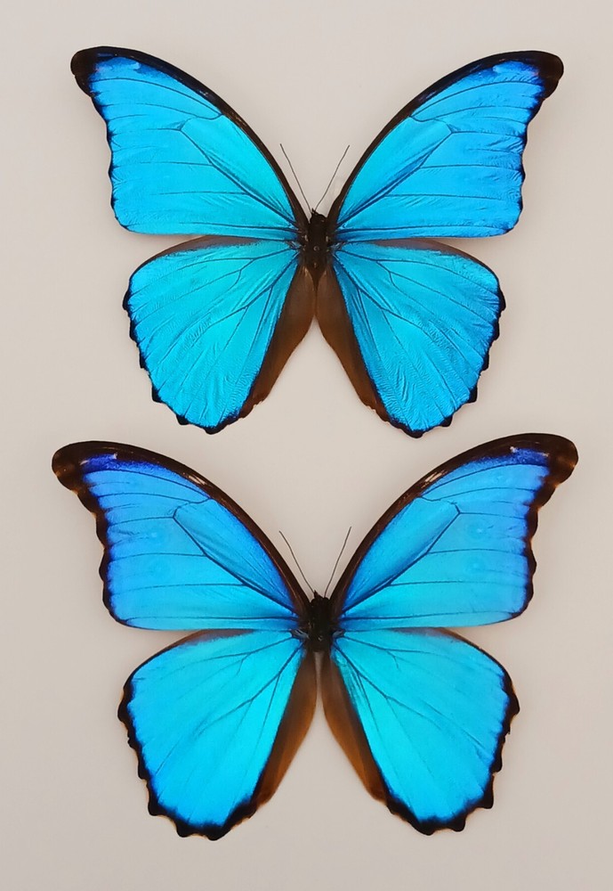2 BUTTERFLIES MOUNTED RIKER FRAMED BLUE MORPHO DIDIUS CONDITION A1