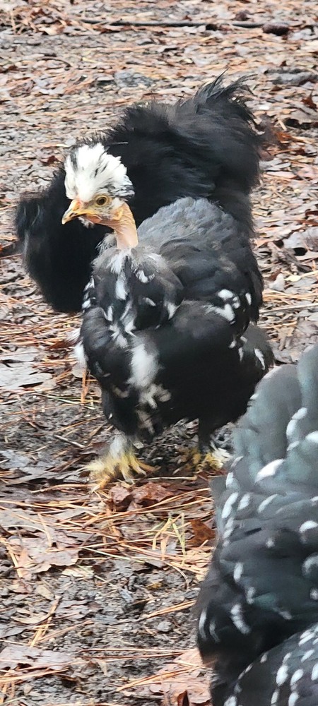 mottled silkie hatching eggs