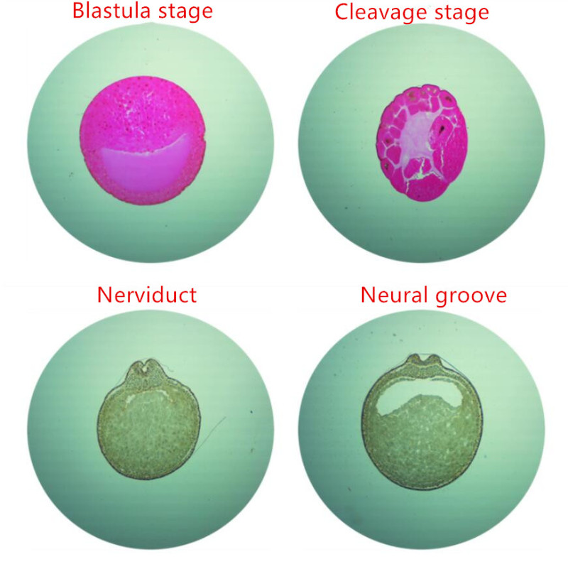 Frog Growth Developmental Embryo Cell Glass Slice Microscopy Specimen Slides