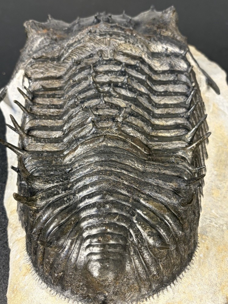 trilobite