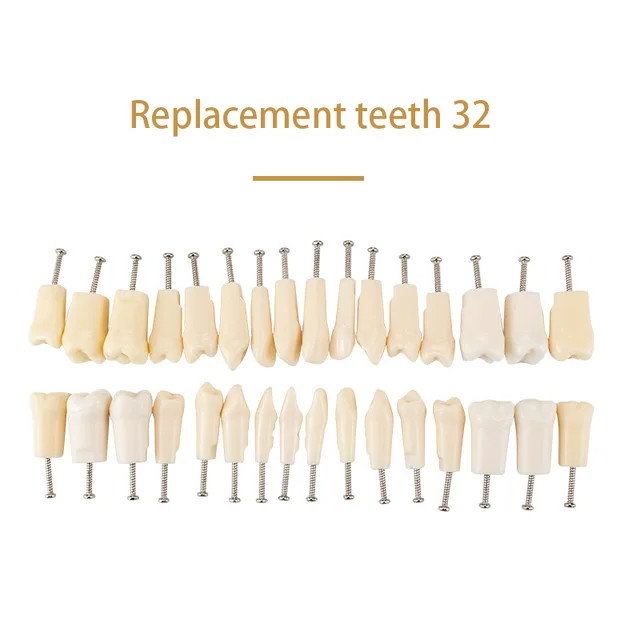 Dental Typodont Model Replacement 32 Screw-in Teeth Practice Study Tooth Model