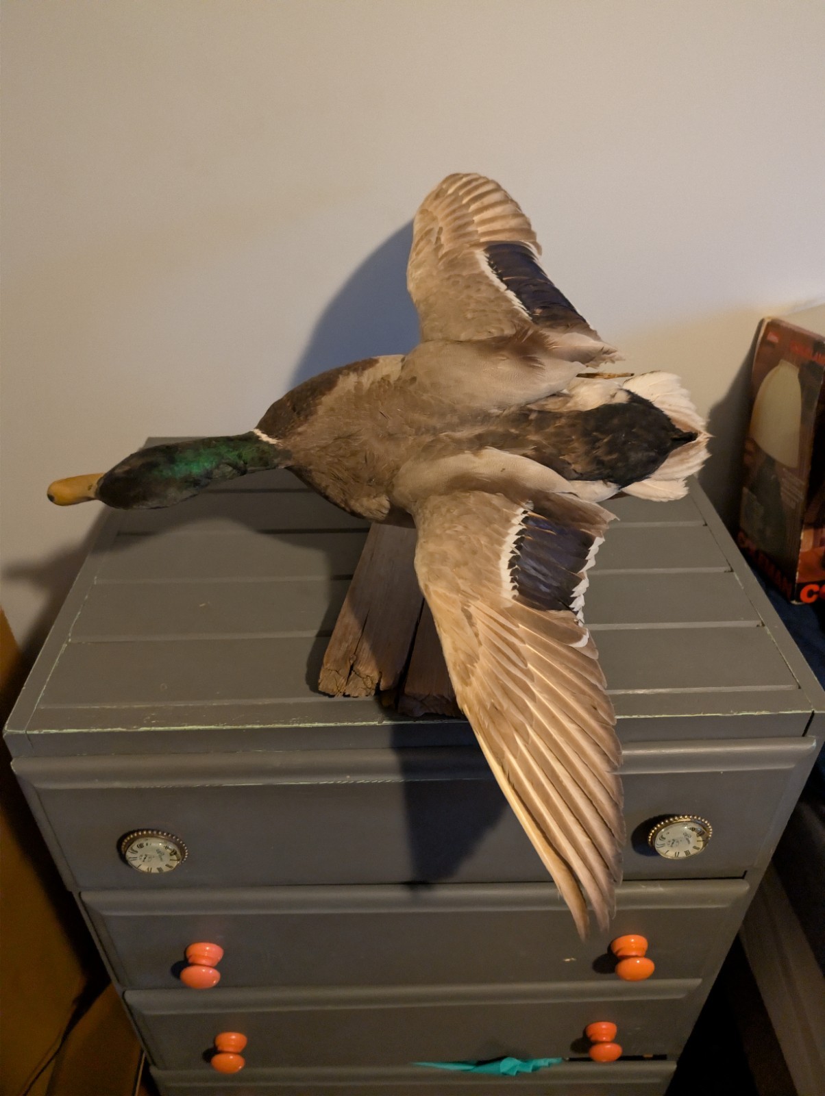 Vintage Antique Taxidermy Wall Mount Mallard Duck Drake on Wood