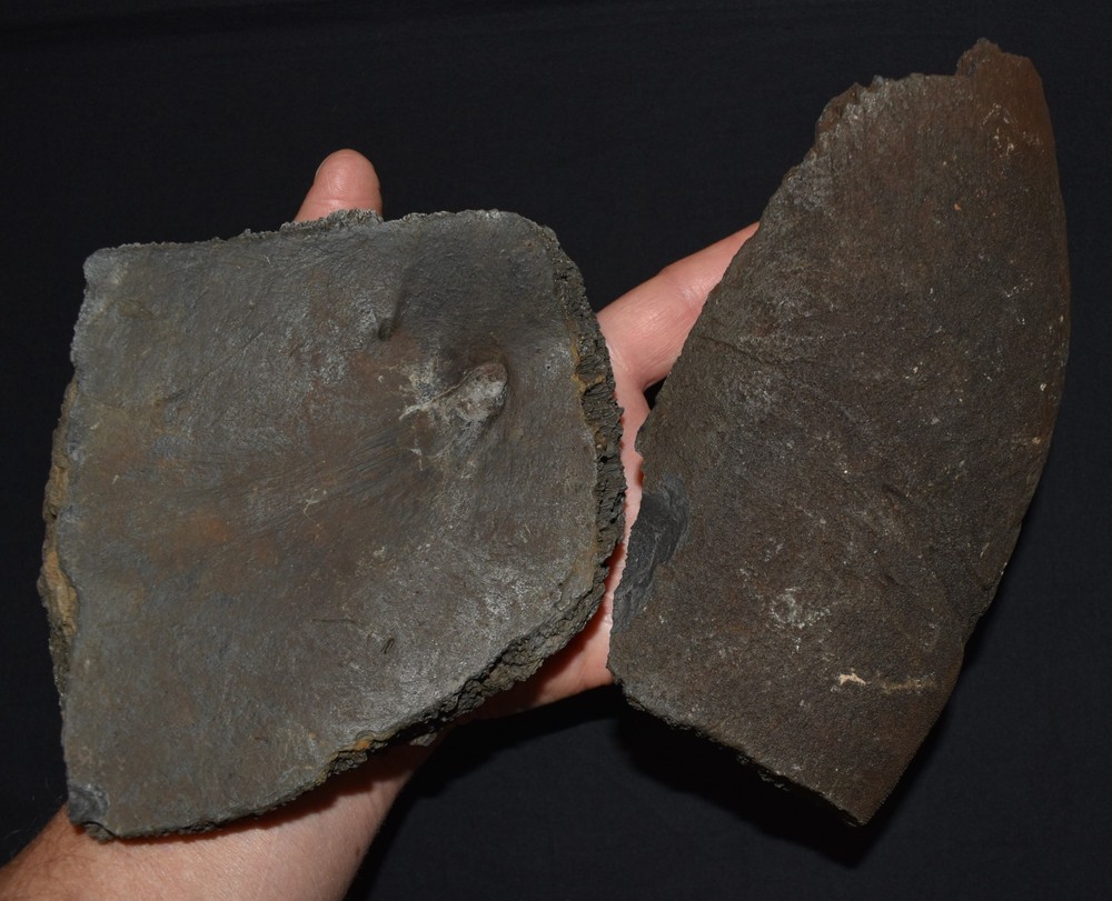 HUGE Fossil GIANT TORTOISE SHELL SECTIONS W/ 30 Osteoderms and 2 Fighting Spurs