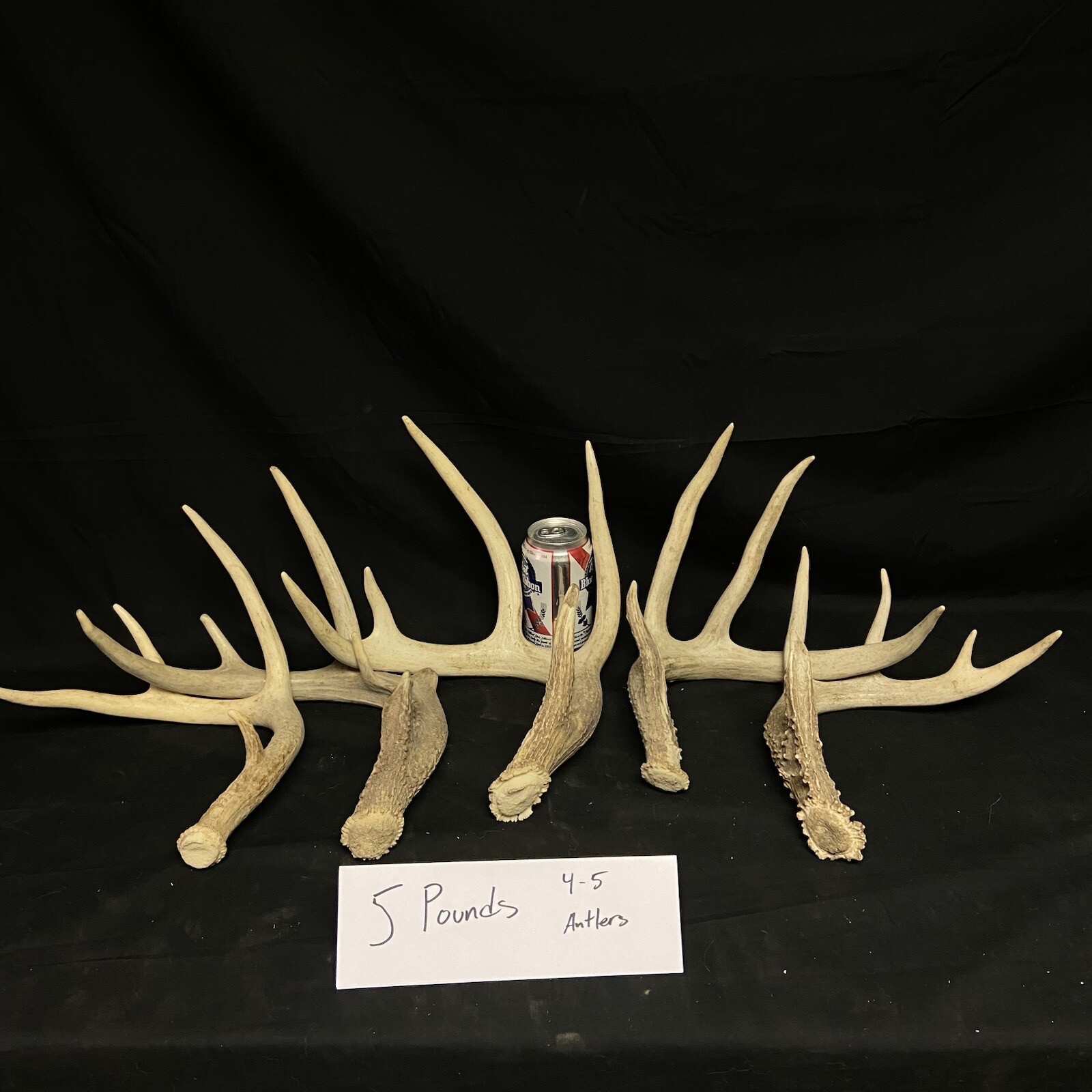 3, 5, 10 Pounds Premium A Grade Bulk Whitetail Deer Antlers - No Defects