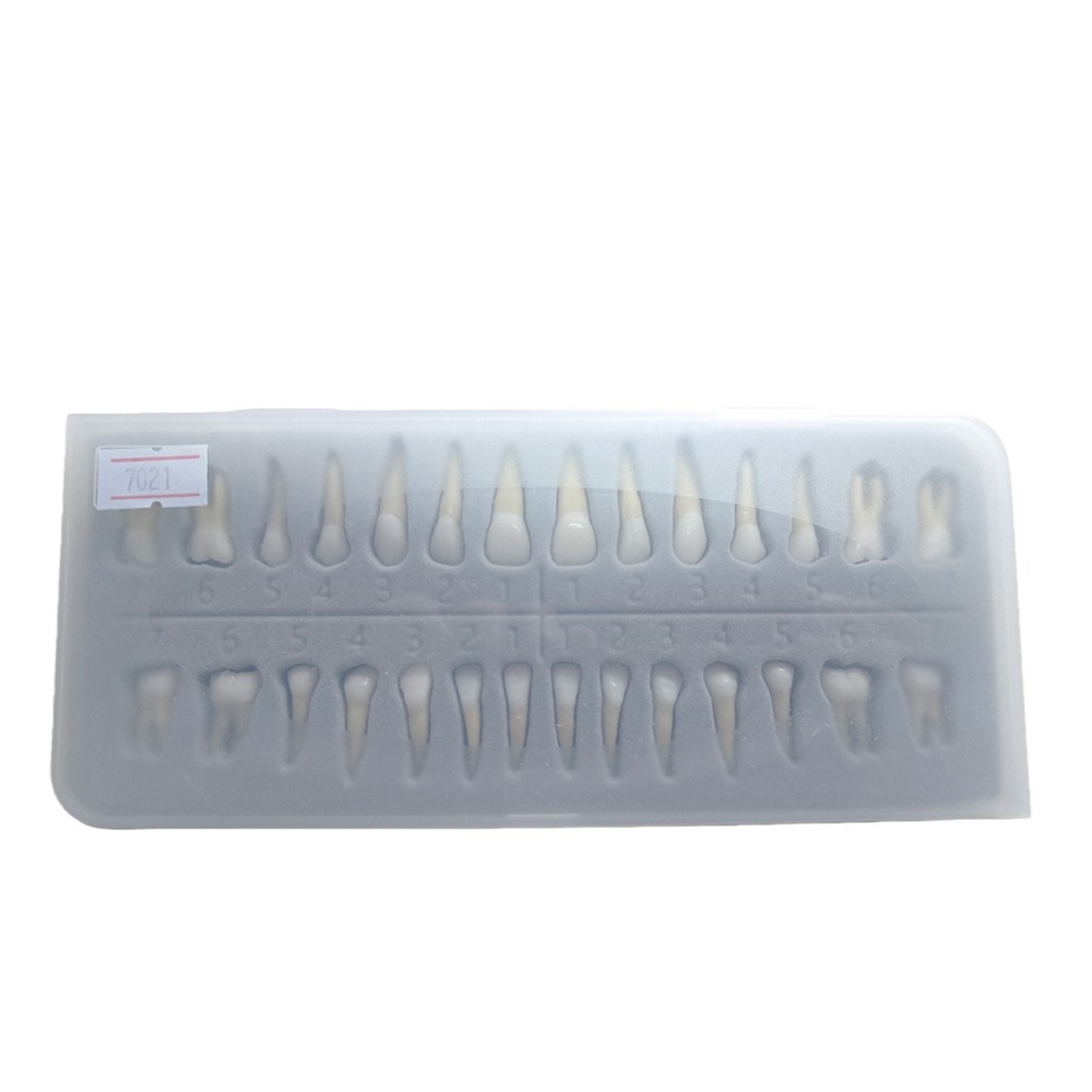 Dental 1:1 Permanent Teeth Demonstration Teach Study Model with 28Pcs Teeth