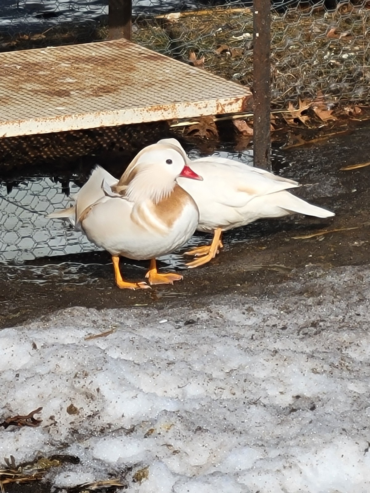 6+ Mandarin Duck Hatching Eggs. PRESALE!! Ship late April/May NPIP