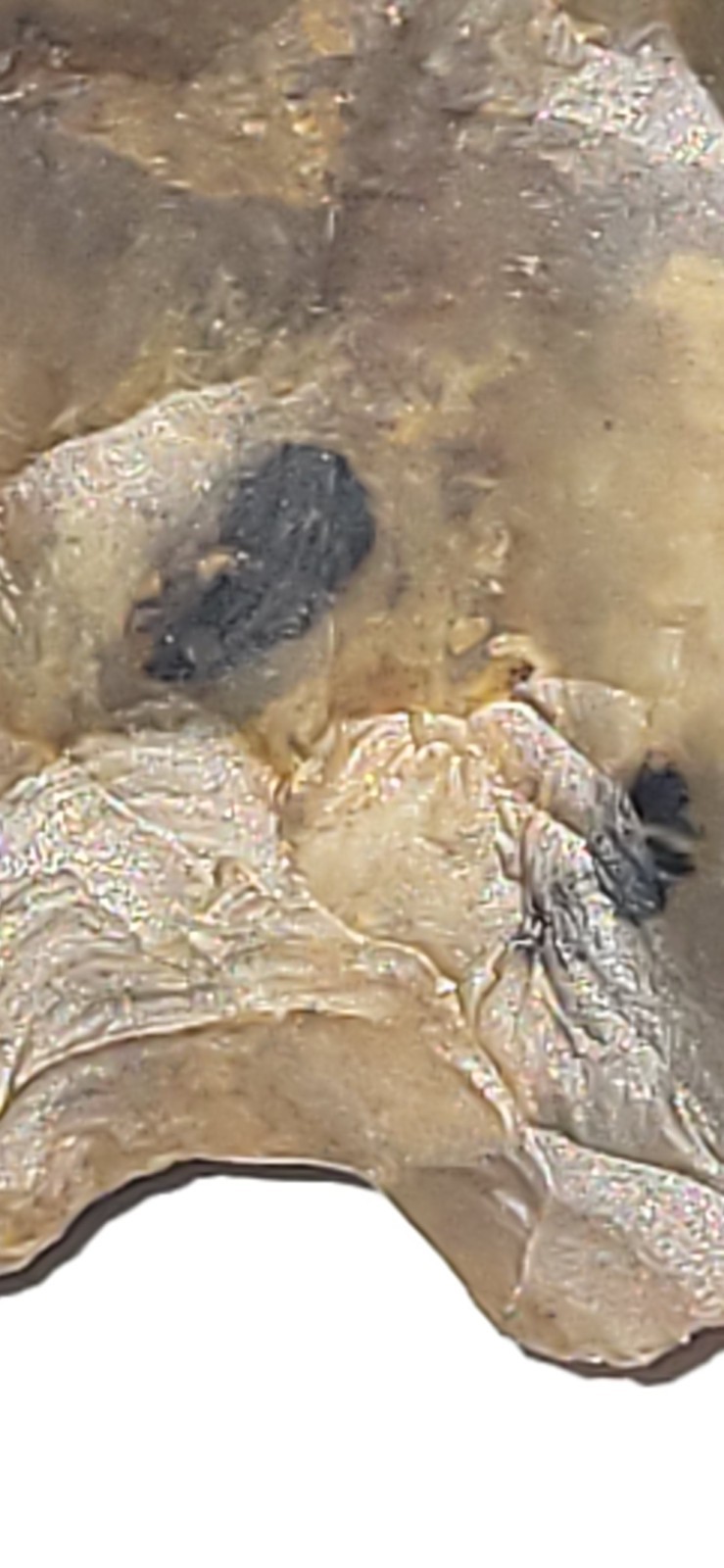 Sharp American Arrowhead Artifact Buck Creek Point? Jasper? Veined Arrow Head