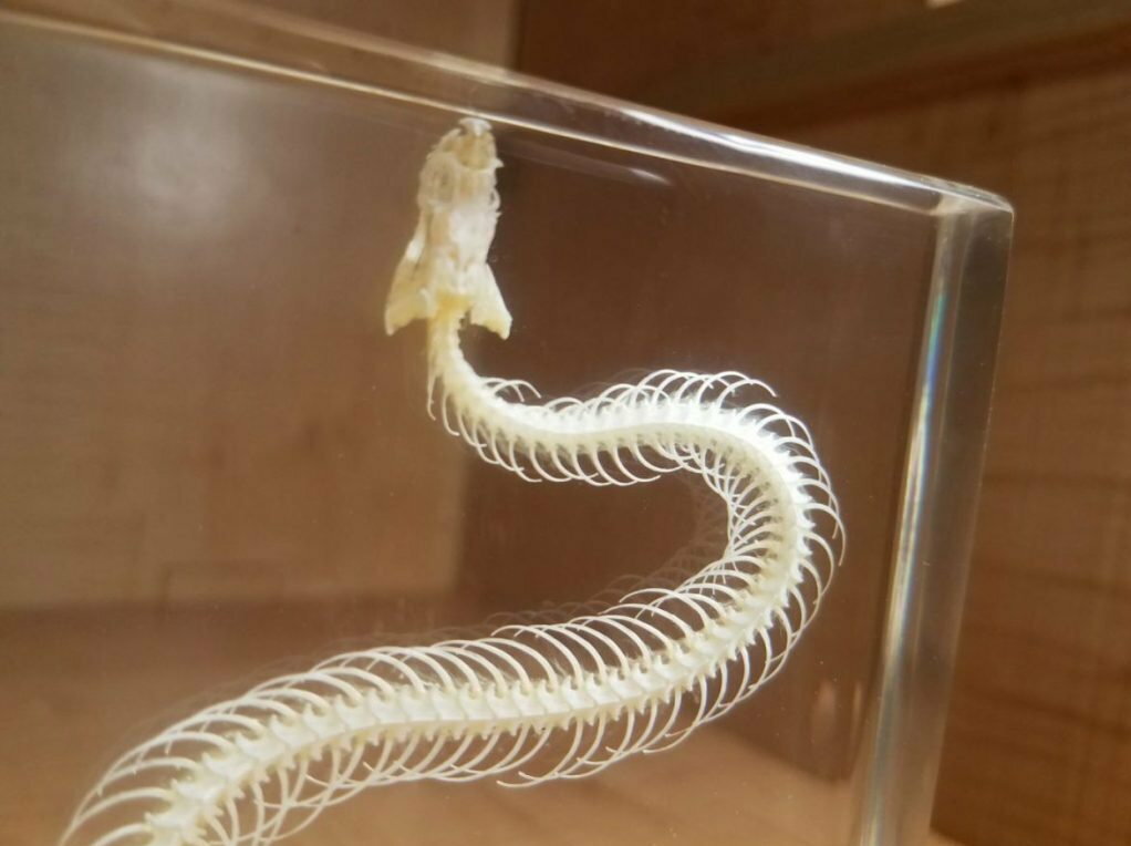 Large Snake Skeleton In Resin, Animal Skeletons, Oddities, Hypsiscopus Plumbea