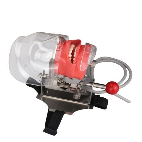 Dental Simulator Manikin Phantom Head Model Teeth Model for Training Practicing