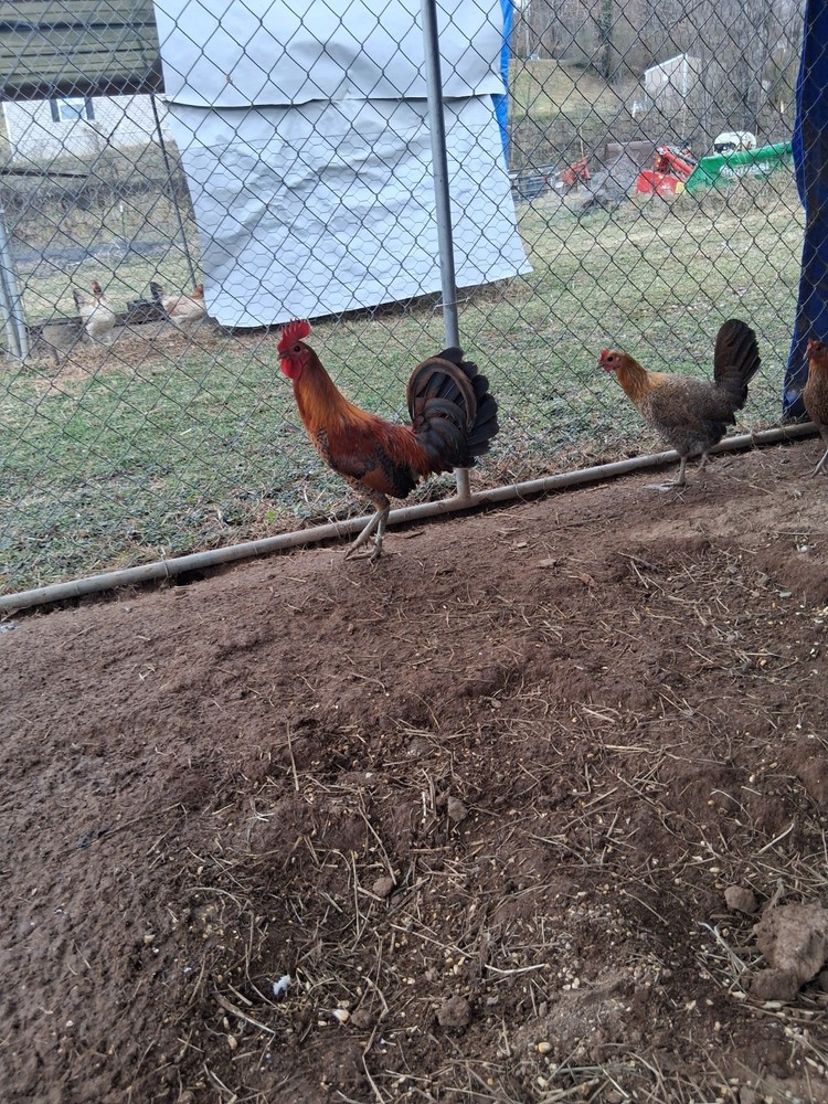 12 Red Quil Pure Hatching Eggs