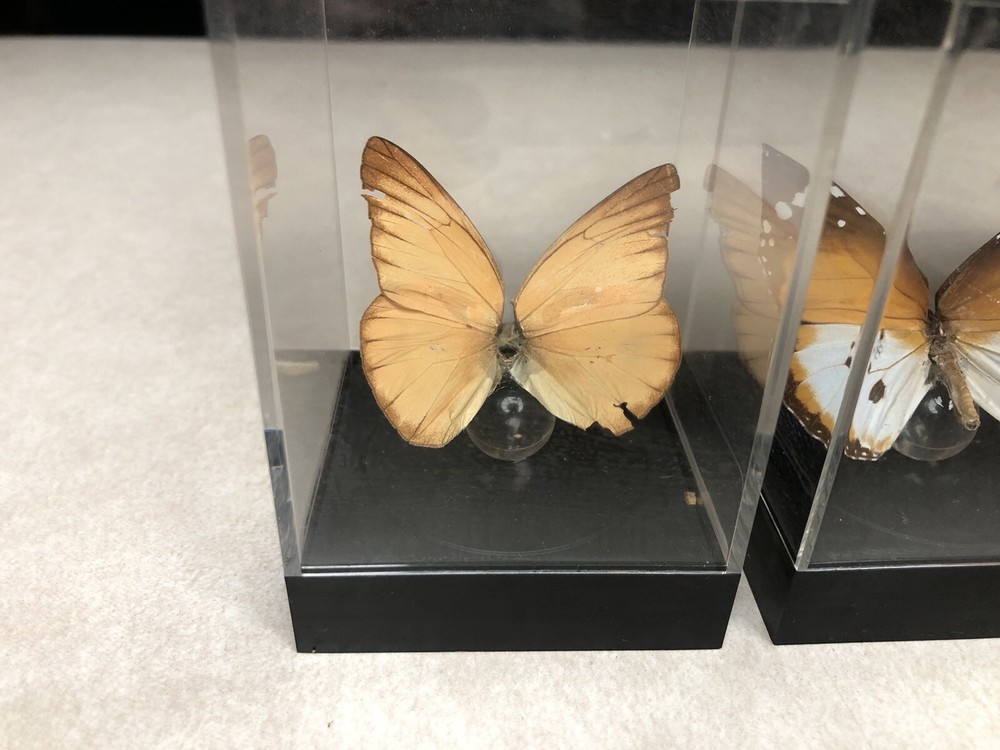 7 Mounted Butterfly Specimens In Acrylic Cases