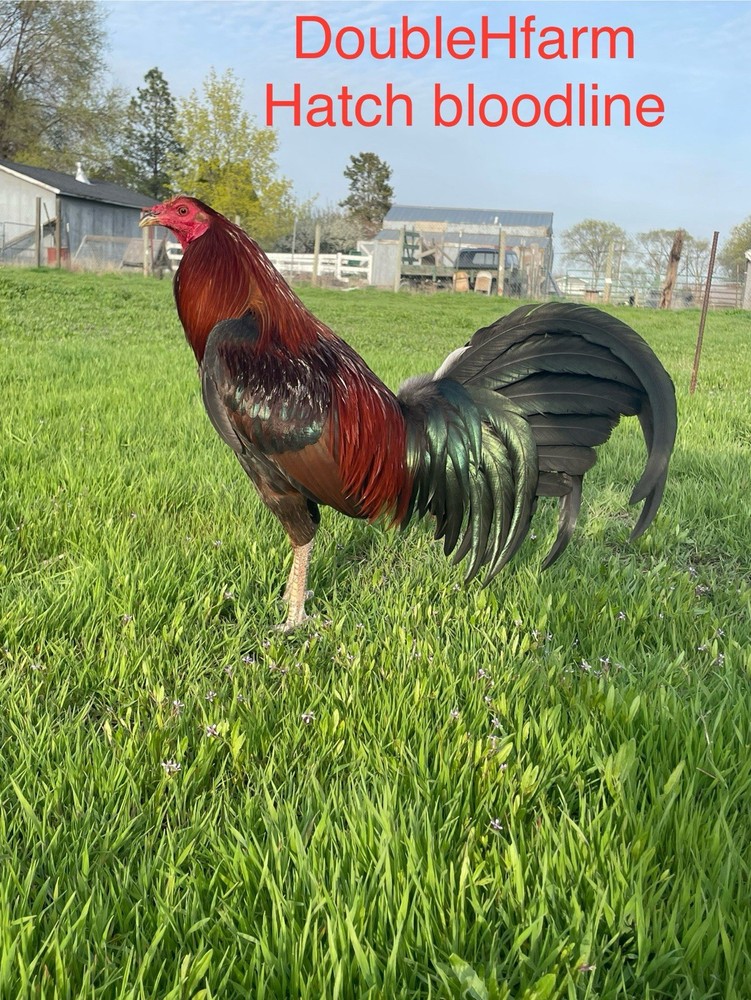 12+ Chicken Hatching Eggs