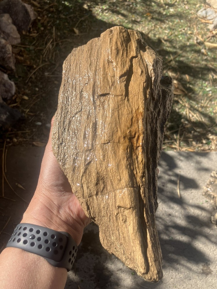 Conifer Petrified Wood (NM)