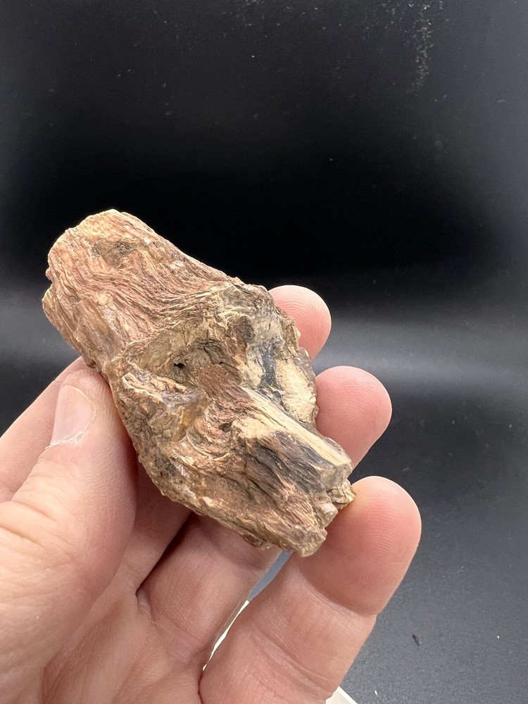 Petrified wood tree limb location unknown