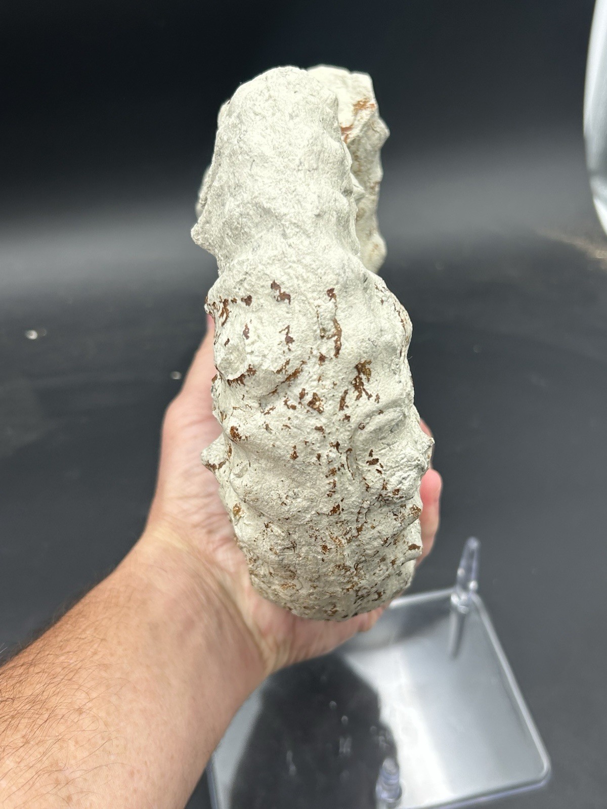 NICE 9.5” Dinosaur Age Mortoniceras Sp. Texas Fossil Ammonite! Both Sides Great!