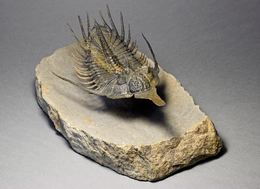 Superb large Psychopyge cf. termierorum
