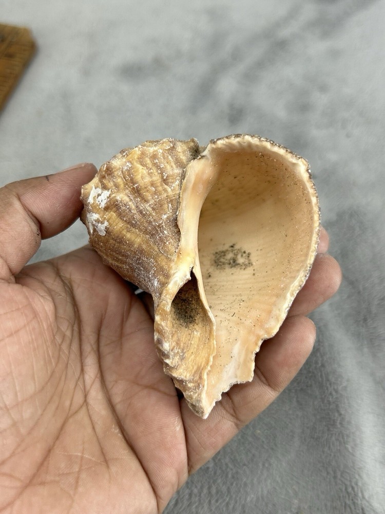 Rapana Rapiformis Turnip Shell 3.5" Long