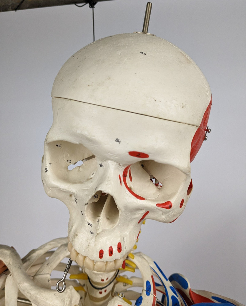 3b Scientific Sam Skeleton With Muscles And Ligaments Painted (Unit 01)