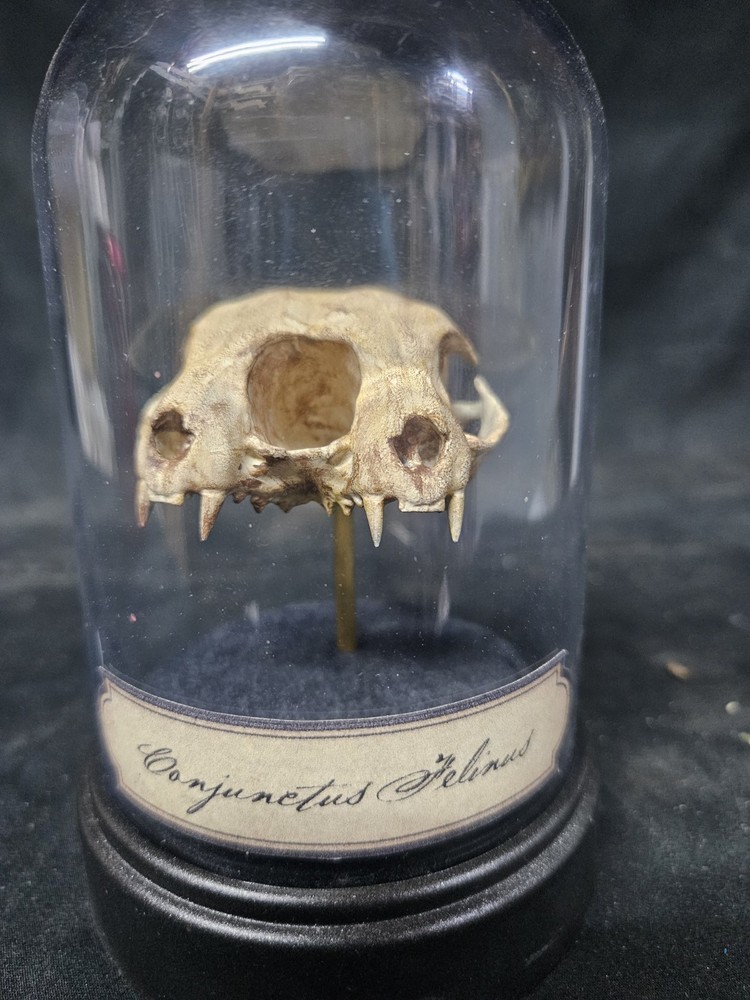 Conjoined Skull Display. Museum Quality, SIDESHOW GAFF, ODDITY, Deformed, Odd