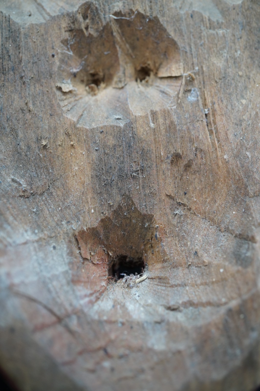 215# Antique, Sacred, False Face Iroquois Mask – Ritually Used