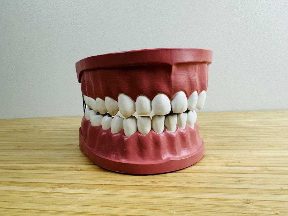 Large Articulating Dental Display VINTAGE ANATOMICAL MODEL TEETH