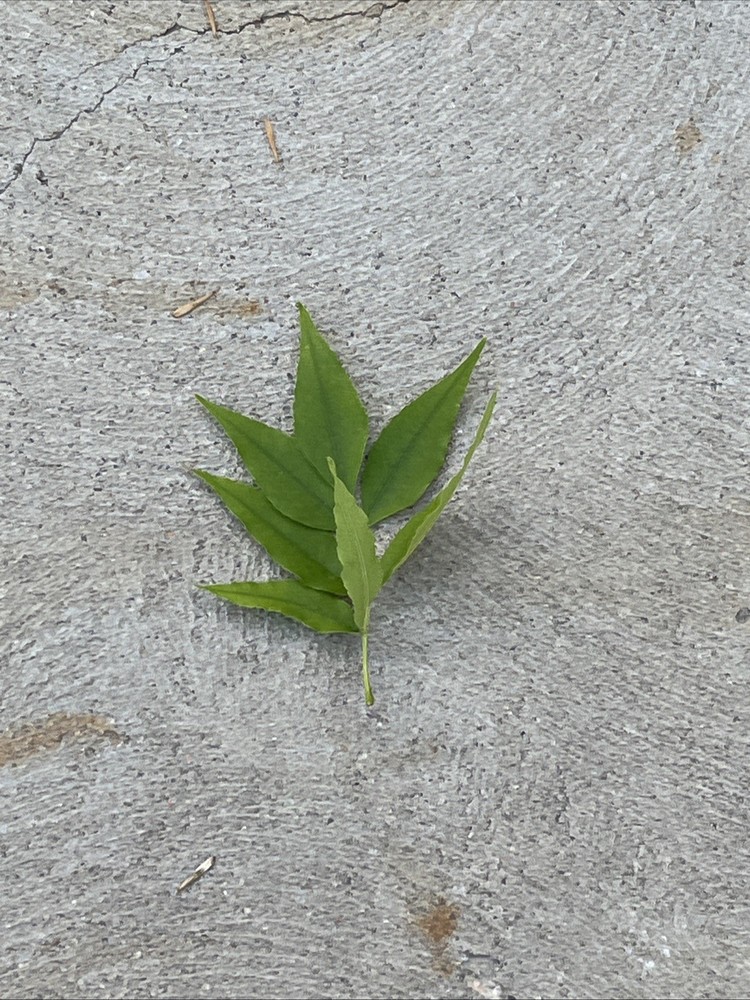 Leaf