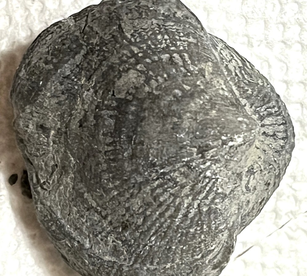 Devonian: Tentaculite, Shells, Crinoid near Howe's Cavern New York see below