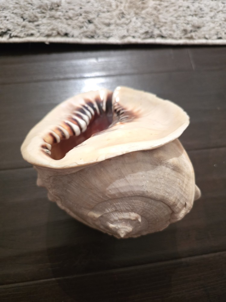 Large Natural Conch Seashell – Coastal Beach Décor, Collector, Craft Shell