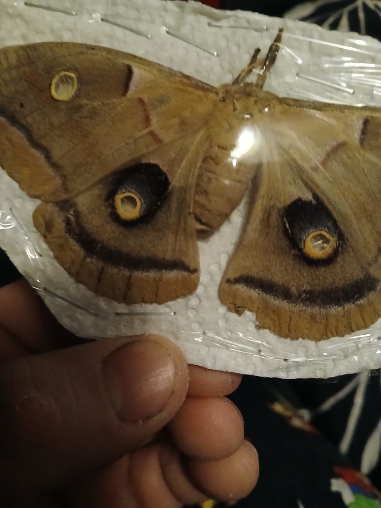Spread Female Polyphemus Moth Female