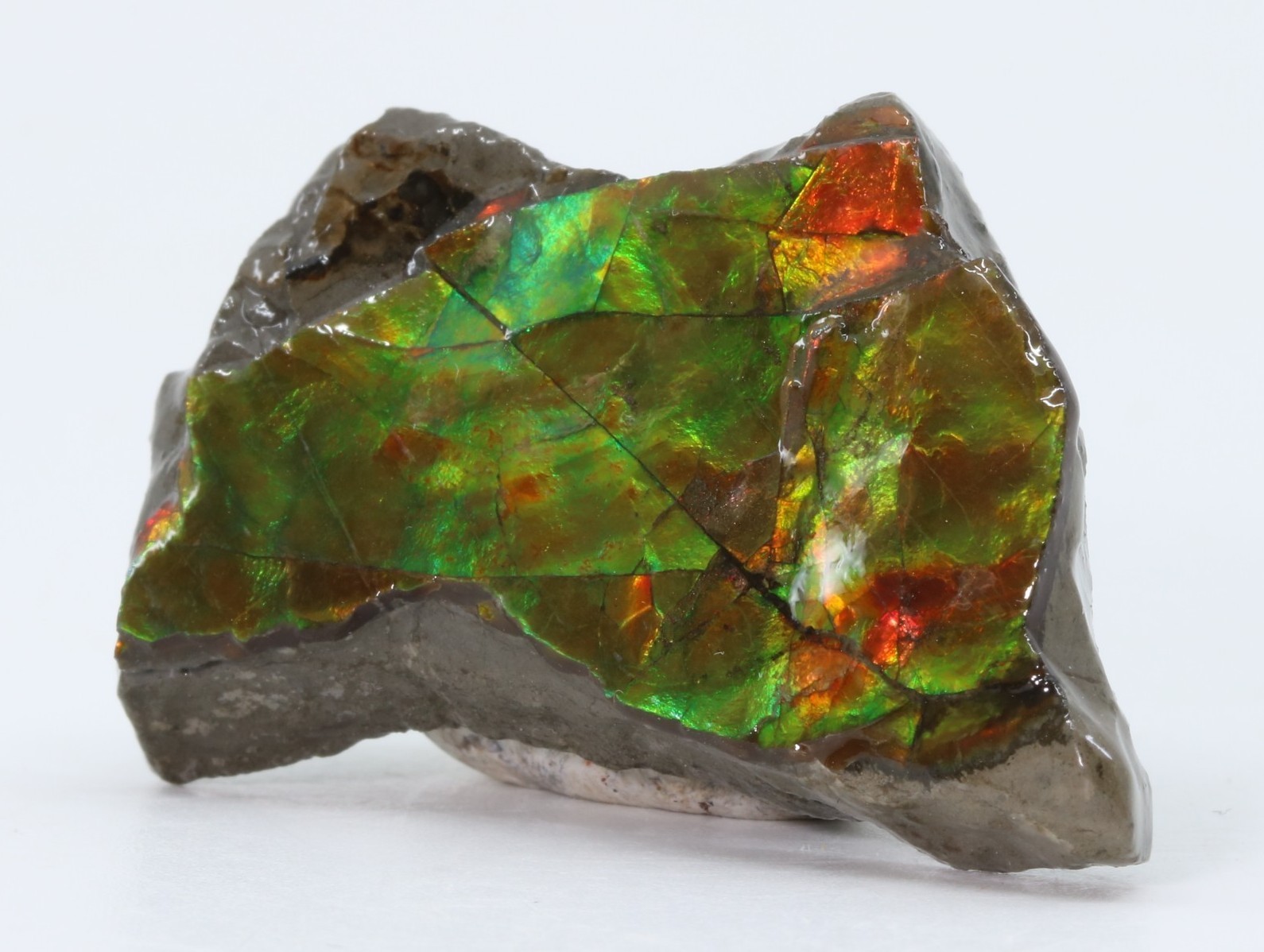 KORITE Ammolite Ammonite shell 41.7mm 1.64" Alberta Canada COA 7139