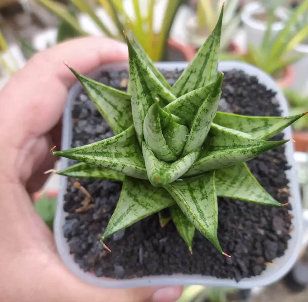 Sansevieria tesya Free Phytosanitary Certificate