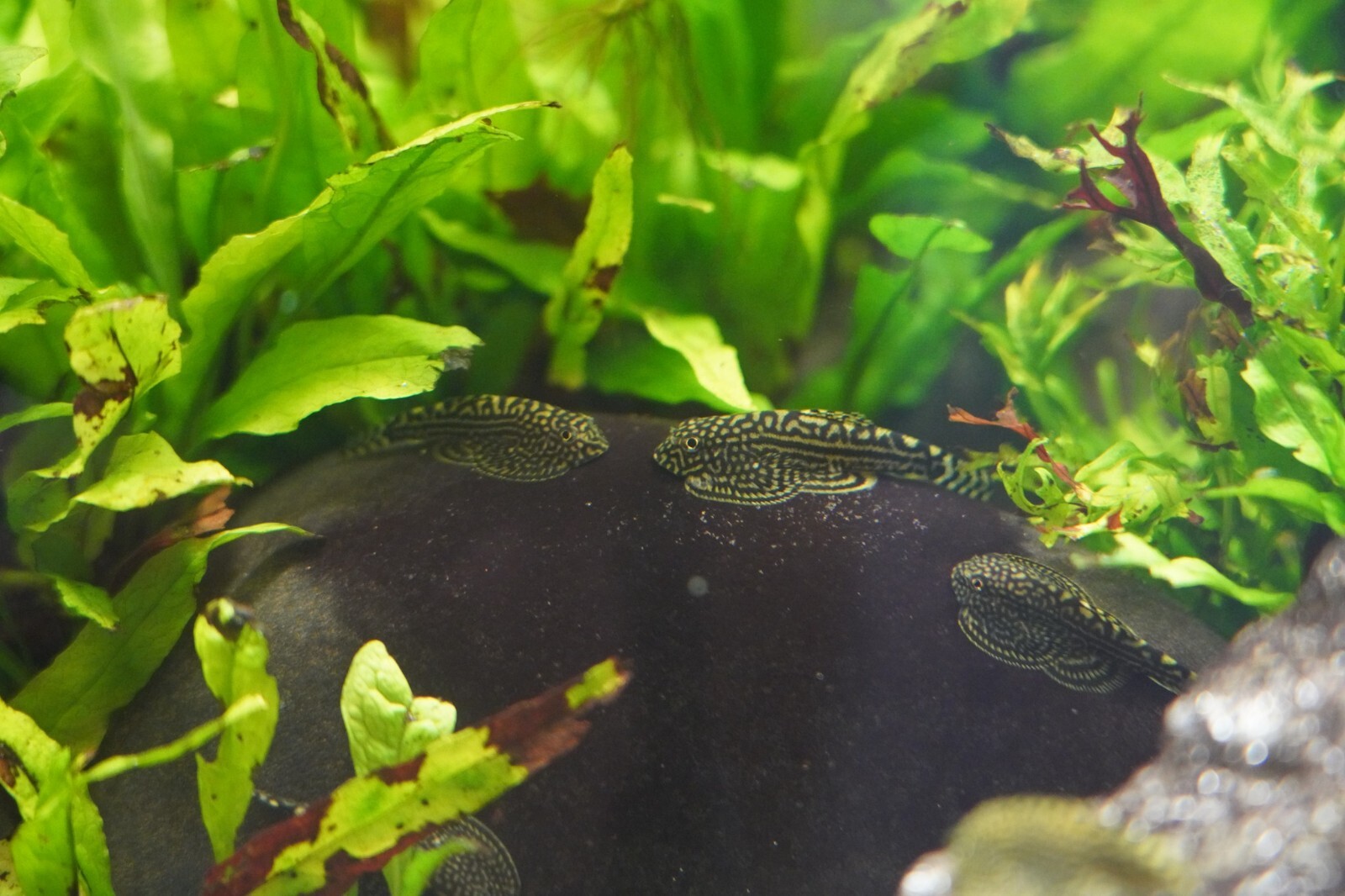 PACK OF 5 - Striped Butterfly Reticulated Tiger Hillstream Loach Algae Eater