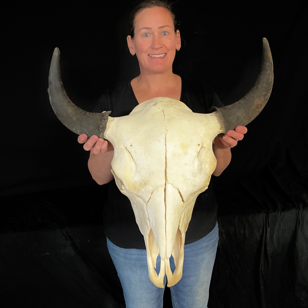 Buffalo skull Rustic decor taxidermy 383