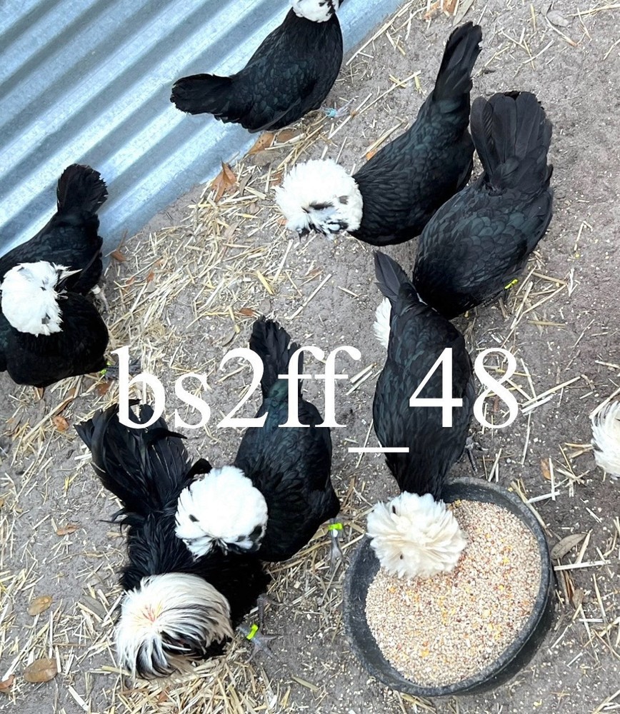 6 White Crested Black Polish Bantam Hatching Eggs (Read Description!!!)