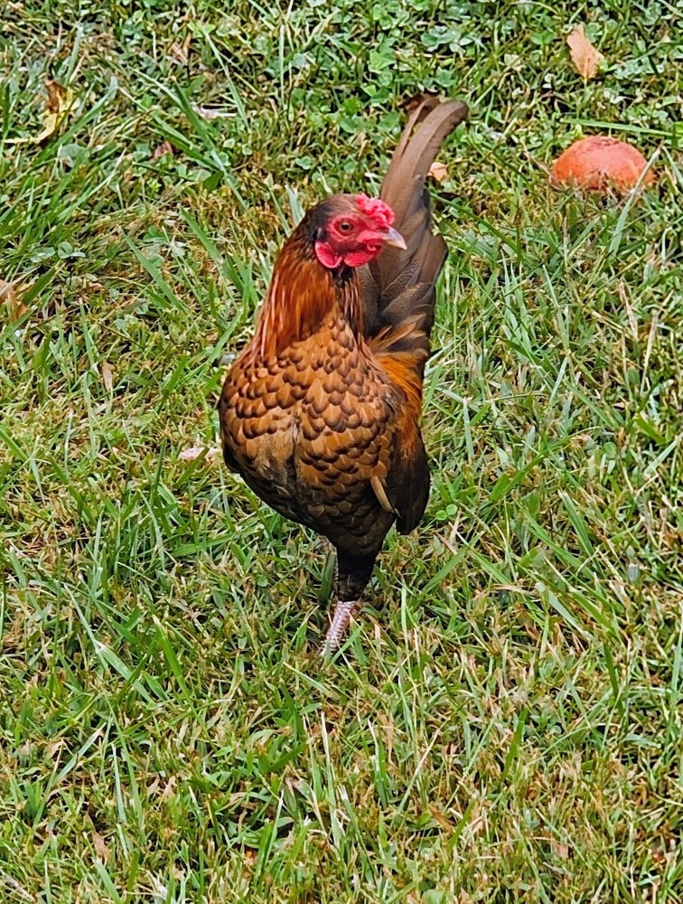 Kikiriki/Serama Mixed Hatching Eggs 12++