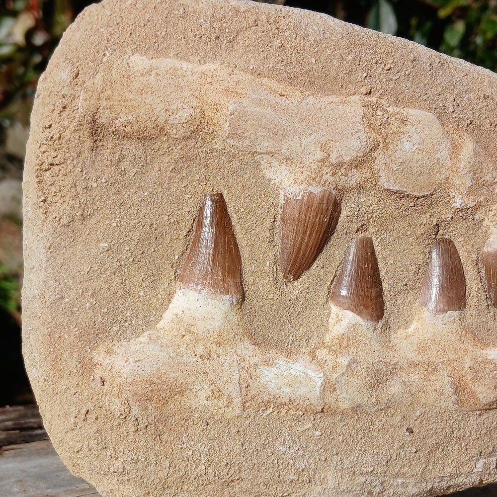 Fossil Mosasaur Jaw Dinosaur Teeth double composite