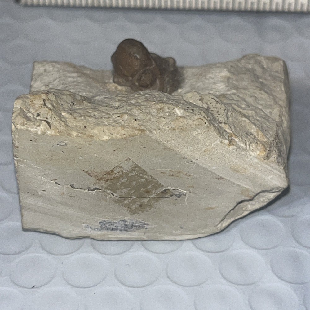 Authentic Trilobite Fossil
