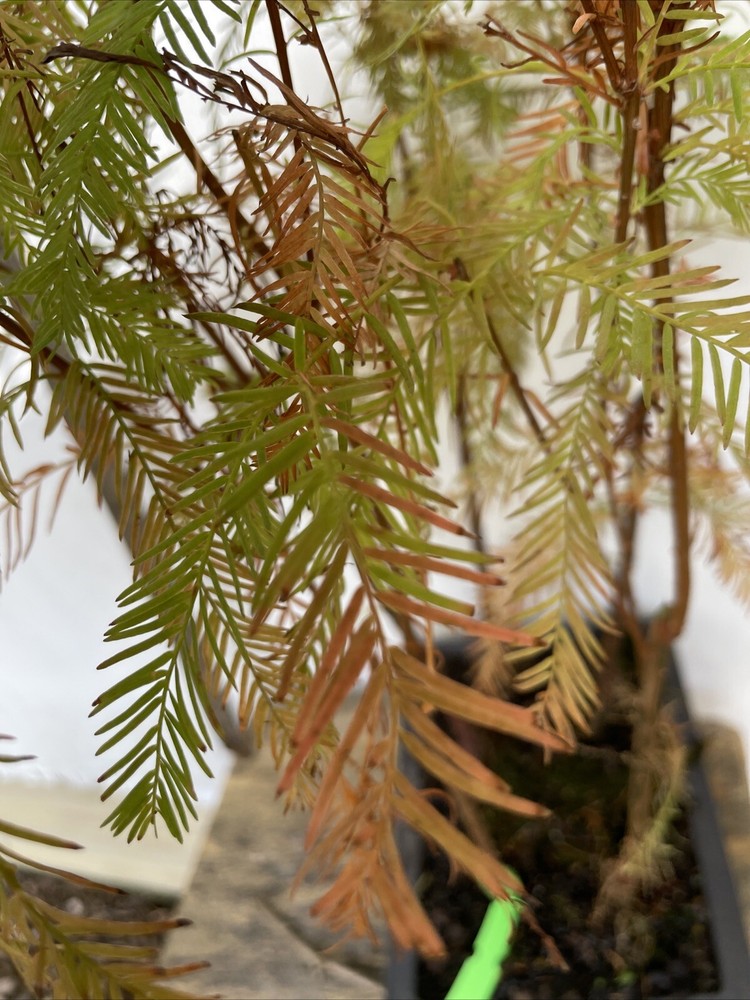 5 Tree Bald Cypress - Forest Bonsai