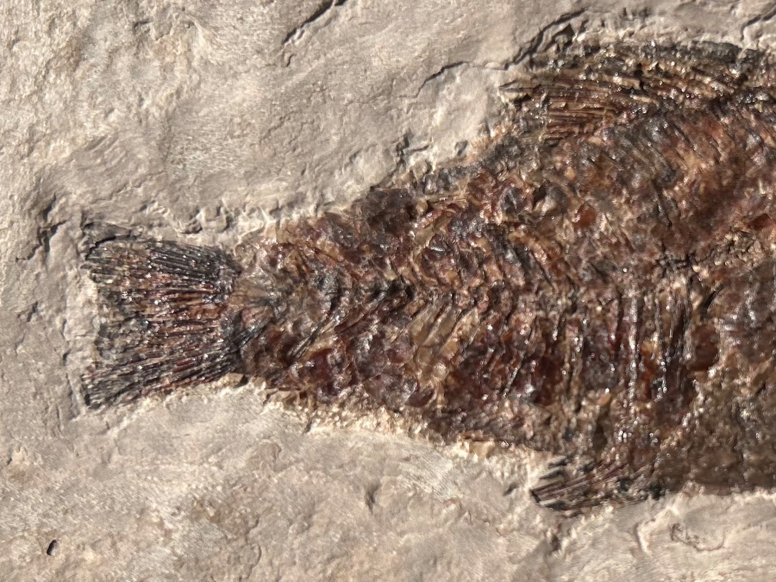 RARE Nebraska Fossil Fish Valentine Formation Skeleton Late Miocene Age