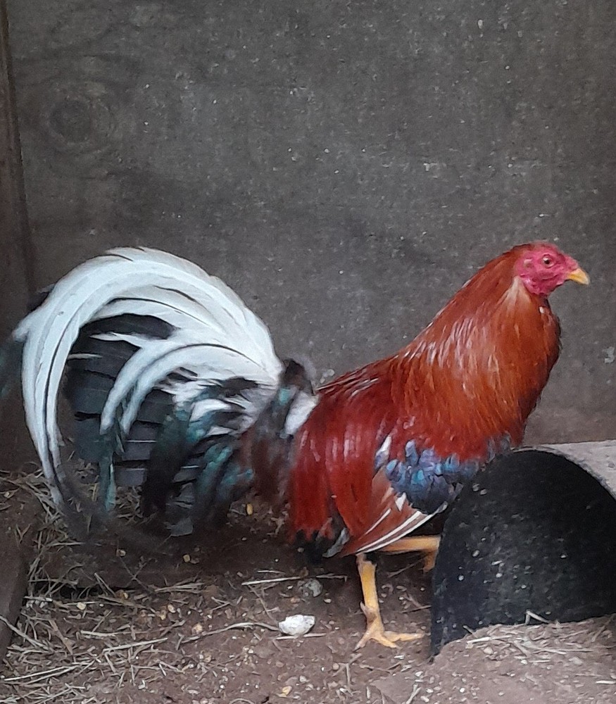 Frank Shy Hatching Eggs