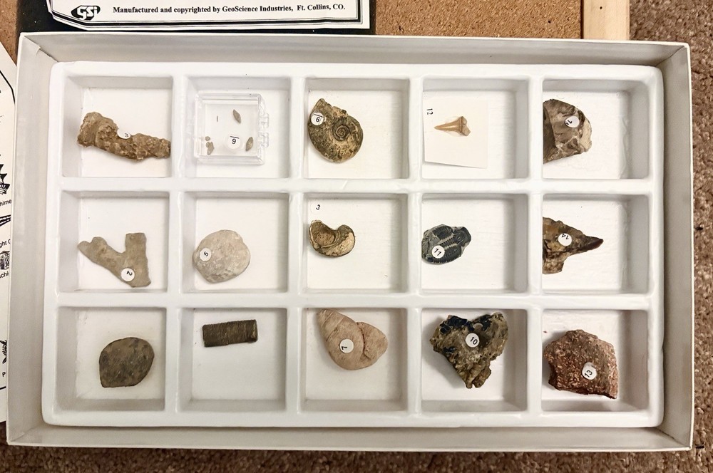 Authentic General Fossil Collection - 15 Specimens in Case w/Chart Geoscience