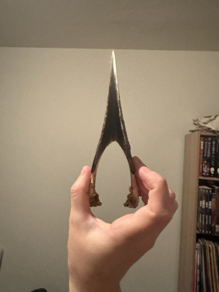 Super Cool Unique White-thighed Hornbill Skull (read description)