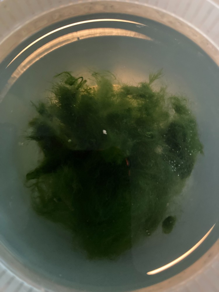 Live Marimo Moss-Algae Aquatic Snail Free