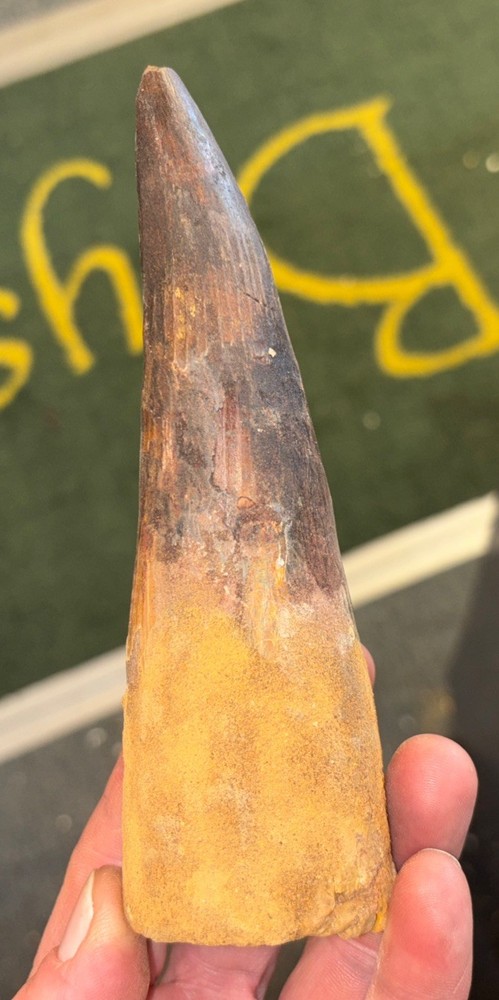 Authentic 6” Spinosaurus Tooth Fossil