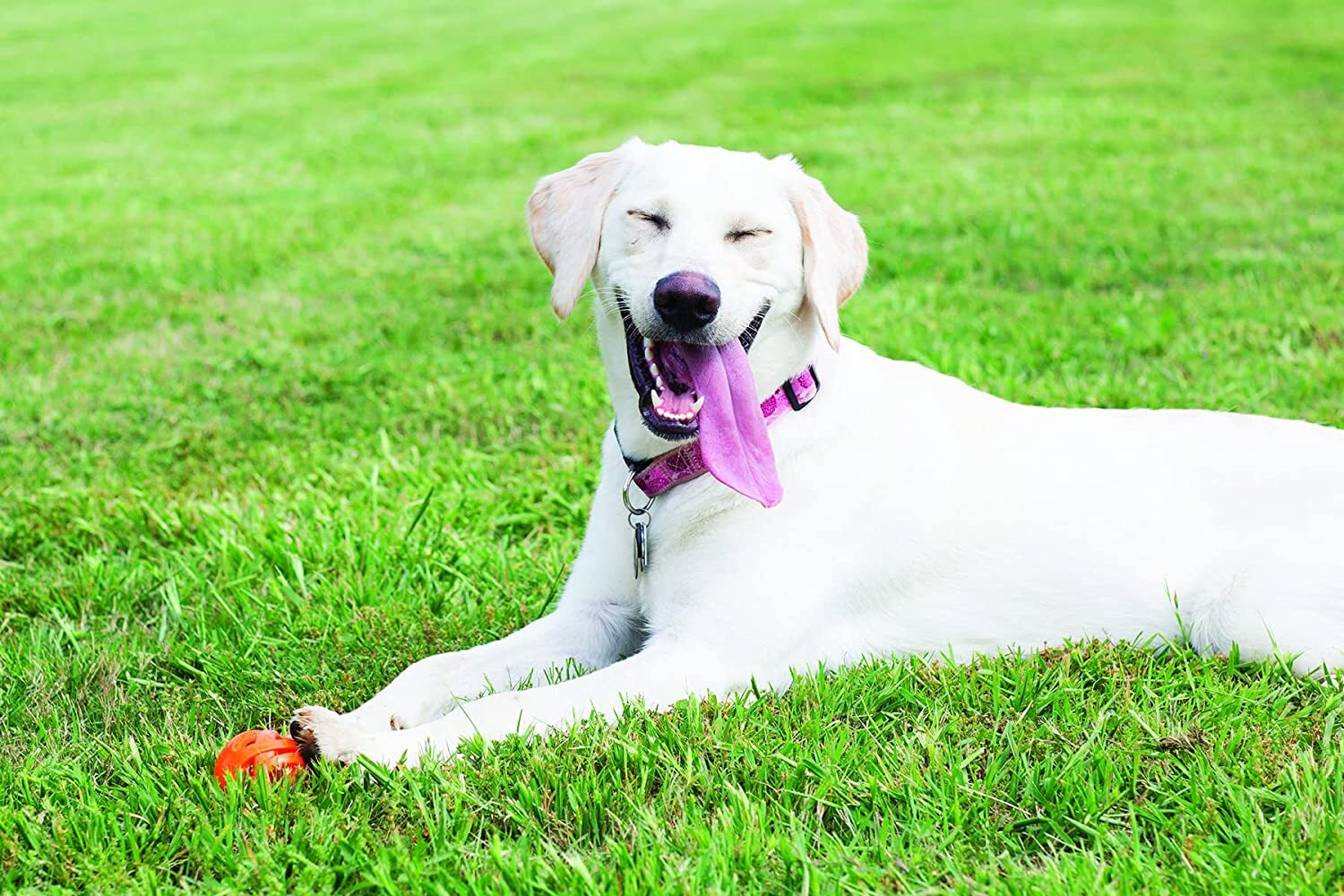 Chuckit Air Fetch Ball XL Fetch Hard Breathe Easy Interactive Dog Toy 1-Count