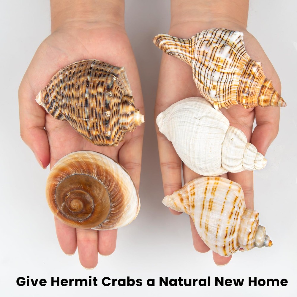 WeDoSoy 5PCS Extra Large Hermit Crab 5pcs Shells Size: 3" - 4.7"