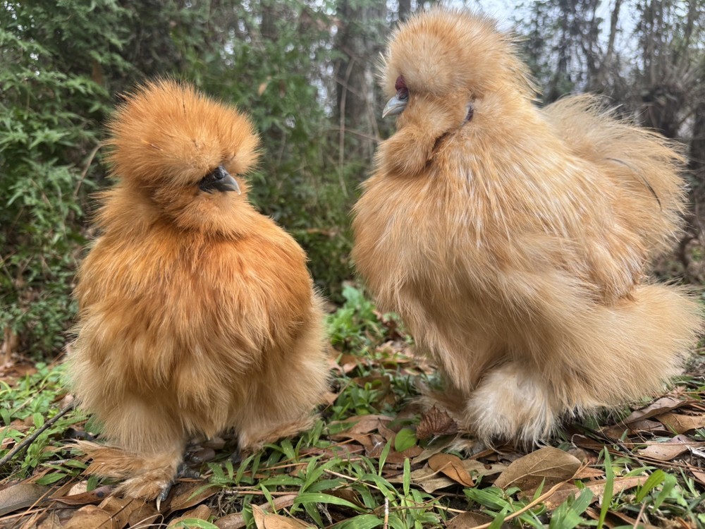Lemon Cuckoo Silkie Hatching Eggs (12)