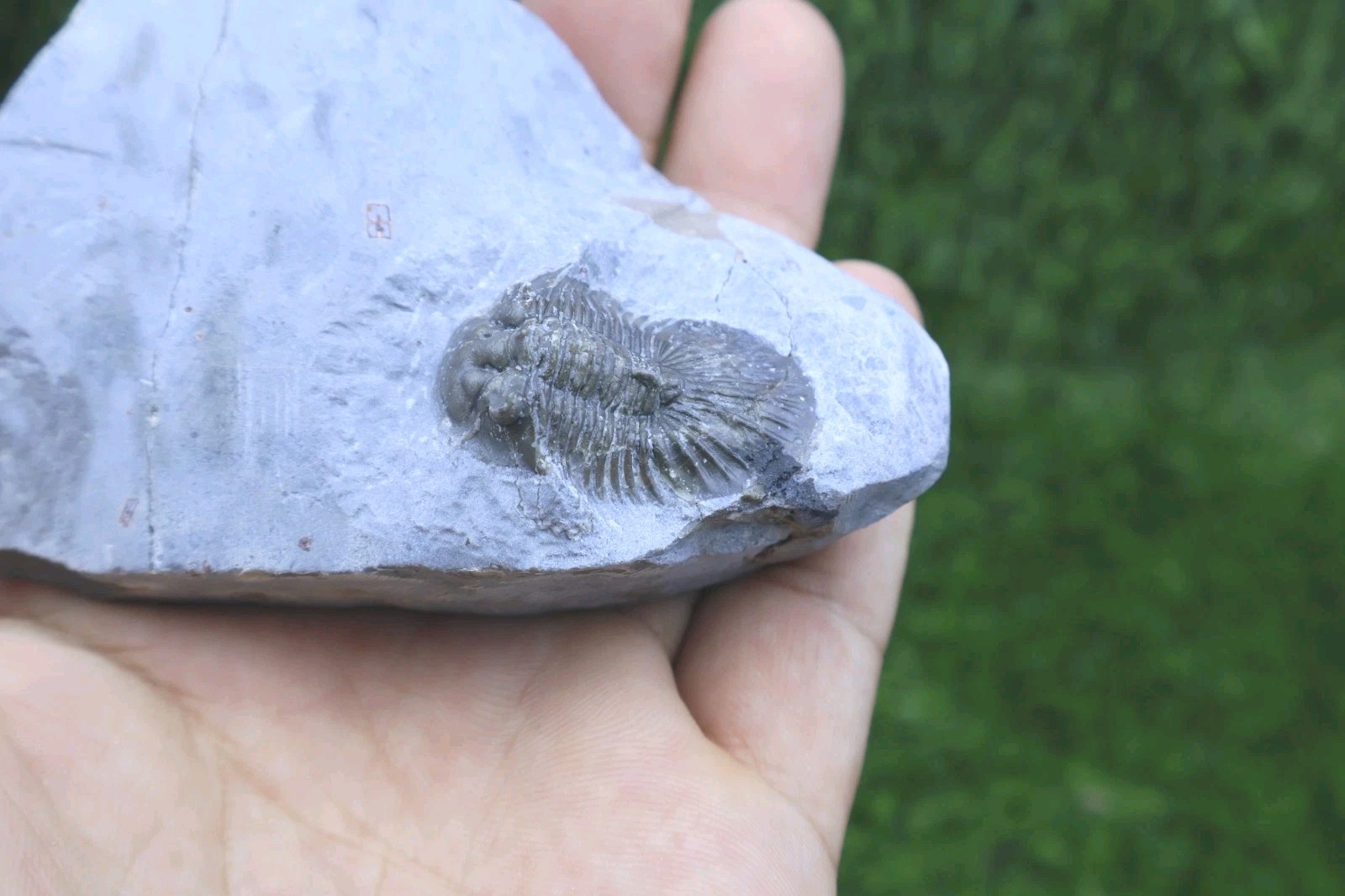 Rare Trilobite Scabriscutellum Trilobite Fossil Devonian Trilobite From Morocco