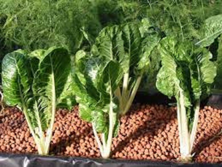 Clay Pebbles HYDROTON Growing Media Expanded Clay Rocks for Hydroponic systems